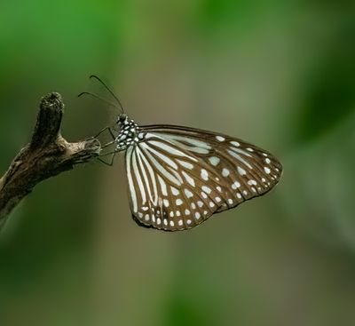 Parantica agleoides, the dark glassy tiger, Bukit Kiara