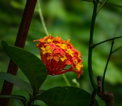  Ixora, Bukit Kiara