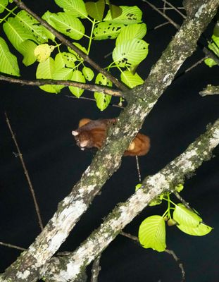 Thomas's flying squirrel at Deramakot