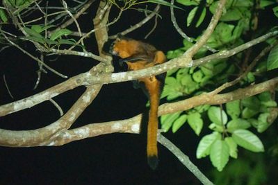 Red giant flying squirrel