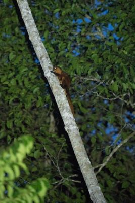 Red giant flying squirrel