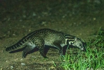 Malayan civet, Deramakot