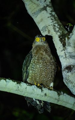 Serpent eagle at night, Deramakot