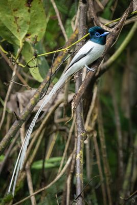 Blyths paradise flycatcher full.jpg