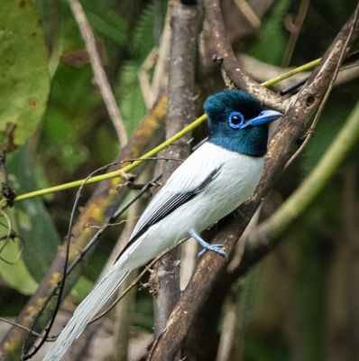 Blyths paradise flycatcher detail.jpg