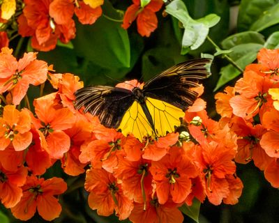 Malayan birdwing at Deramakot