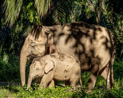 Borneo elephants wandering through a palm plantation