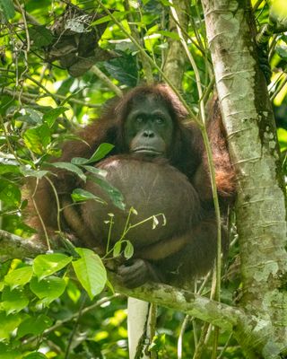 Pregnant orangutan, Tabin