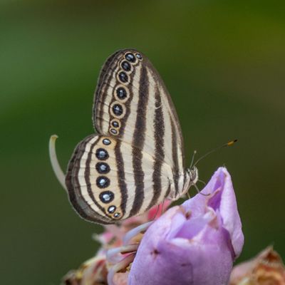 Striped ringlet (Ragadia makuta), Danum Valley