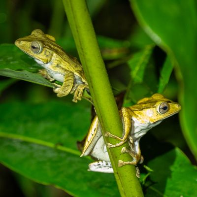 File-eared frogs, Deramakot