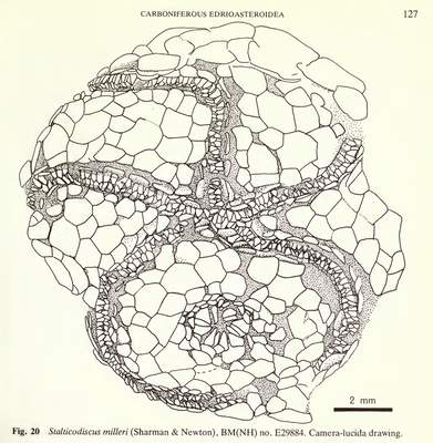 Salticodiscus Miller (Smith 1983)
