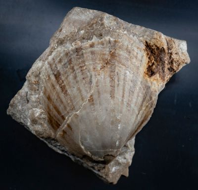 Colour pattern preserved in the bivalve Streblopteria, Derbyshire