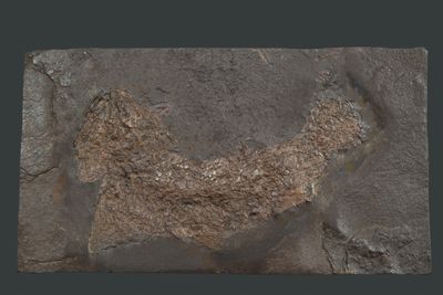 Lower Carboniferous palaeoniscid from New Brunswick