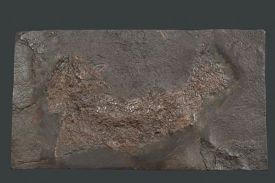 Lower Carboniferous palaeoniscid from New Brunswick