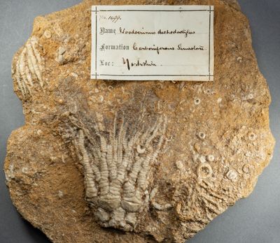 Woodocrinus expansus crown (9 cm) with smaller Woodocrinus macrodactylus crown, Namurian, Richmond, Yorkshire