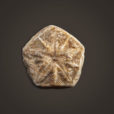 Codaster acutus blastoid from Settle, Yorkshire