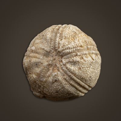 Orbitremites blastoid, Grassington, Yorkshire