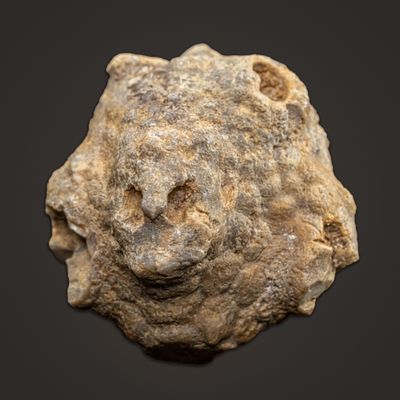Amphoracrinus gigas theca, Salthill Quarry, Clitheroe, Lancashire