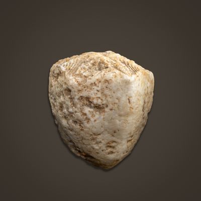 Codaster acutus blastoid from Settle, Yorkshire