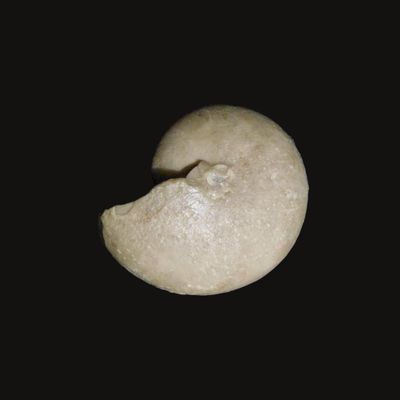 Beyrichoceras rectangulatum, 25 mm, Visean, Treak Cliff, Castleton, Derbyshire