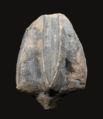 A very large (47 mm) blastoid, Pentremites maccalliei, Oakvale, West Virginia