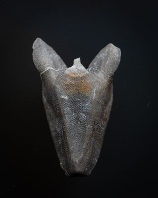 Stephanocrinus angulatus, unusual coronoid echinoderm showing fine ornament from the Rochester Shale of Middleport, New York