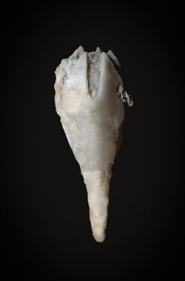 Troosticrinus reinwardti, a 21 mm blastoid from the Brownsport Formation of Decatur County, Tennessee