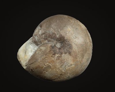 A very large (7 cm) Beyrichoceras delicatum, Visean, Odin Mine, Treak Cliff, Derbyshire