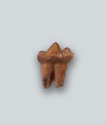 British Fossils