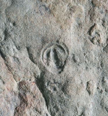 Parvancorina