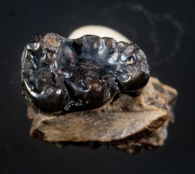 Cantius sp.,  Lower Eocene, Big Horn Basin, Wyoming