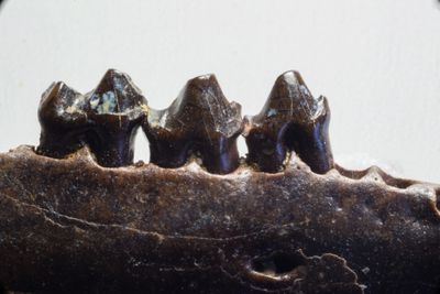 Eutherian stem placental, 22 mm right lower jaw with teeth. Hell's Creek Formation, near Jordon, Montana. Late Maastrichtian. 