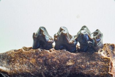 eutherian stem placental, right lower jaw with teeth. Hell's Creek Formation, near Jordon, Montana. Late Maastrichtian. 