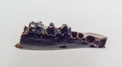 Eutherian stem placental, 22 mm right lower jaw with teeth. Hell's Creek Formation, near Jordon, Montana. Late Maastrichtian. 