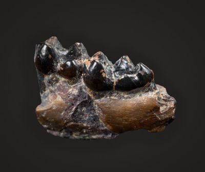 Cantius sp.,  Lower Eocene, Big Horn Basin, Wyoming