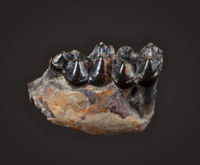 Cantius sp.,  Lower Eocene, Big Horn Basin, Wyoming