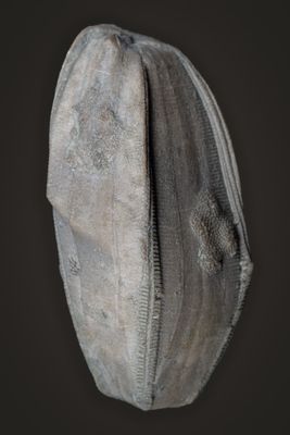 Placoblastus obvatus, 44 mm, Thunder Bay Formation, Devonian, Alpena, Michigan