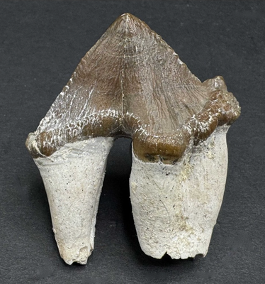 Basilosaurus, Upper Eocene, Morocco