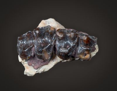 Right maxilla of Cantius sp. with four teeth (P4 to M3), Lower Eocene, Big Horn Basin, Wyoming