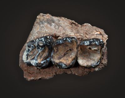 Homogalax sp, maxillary,  Lower Eocene, Big Horn Basin, Wyoming