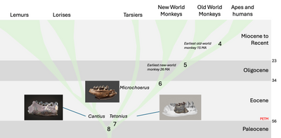 The Ancestor's Tale
