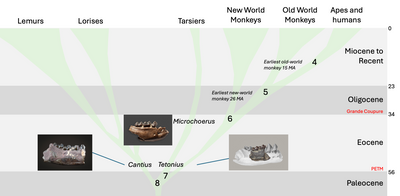 The Ancestor's Tale
