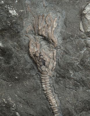 Archaeocrinus sp, 75 mm