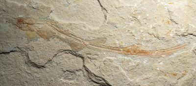 Catshark, 17 cm