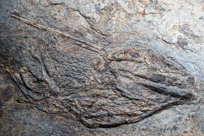 Xenacanth head spine