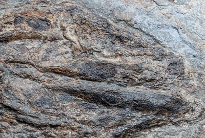 Permian Vertebrates