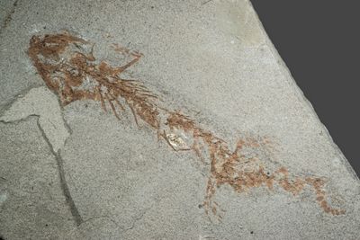 Crocodile newt (Chelotriton sp.), Bugojno palaeolake, dated to 15.214.0 Ma, Bosnia and Herzegovina Dinarides. 