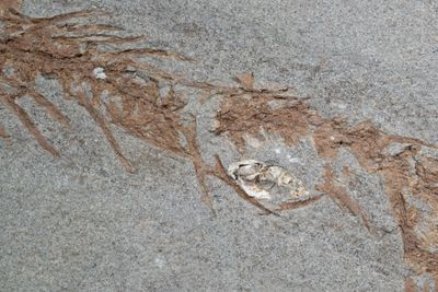 Amphibians through time