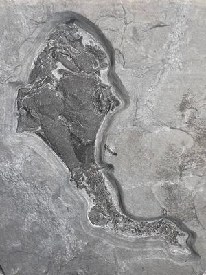 Devonian Placoderms
