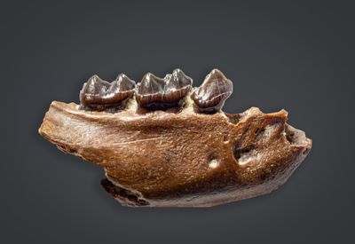 Mammals